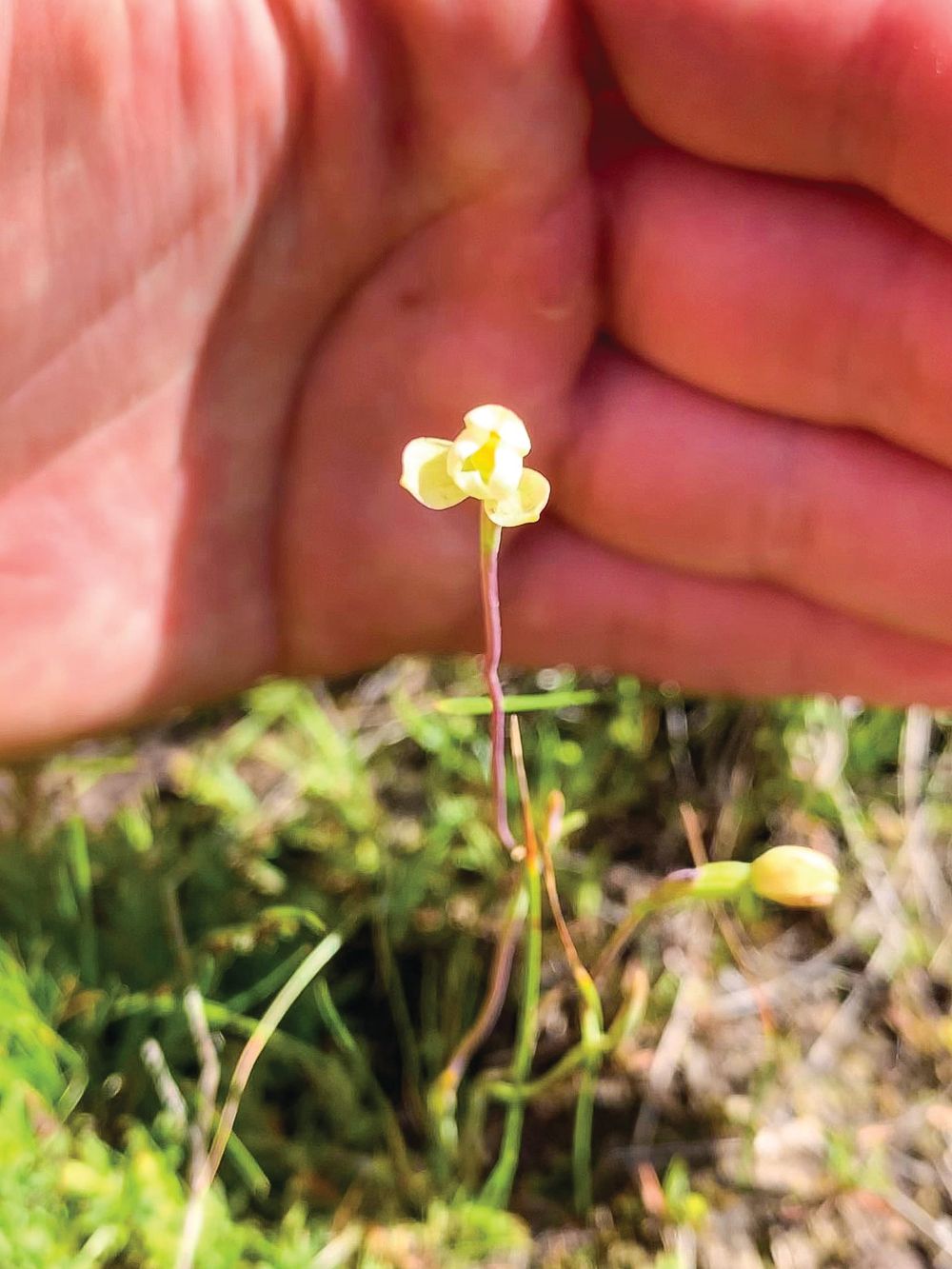 Three rare island discoveries post image