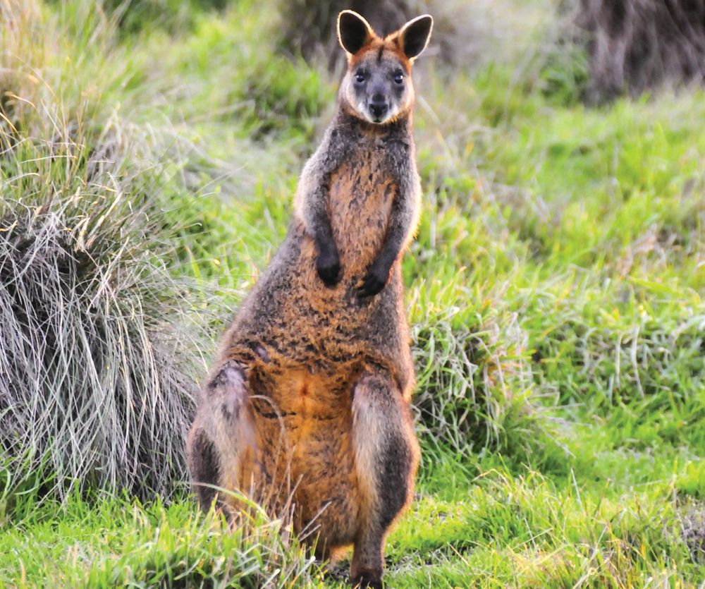Wildlife: what do we know so far post image