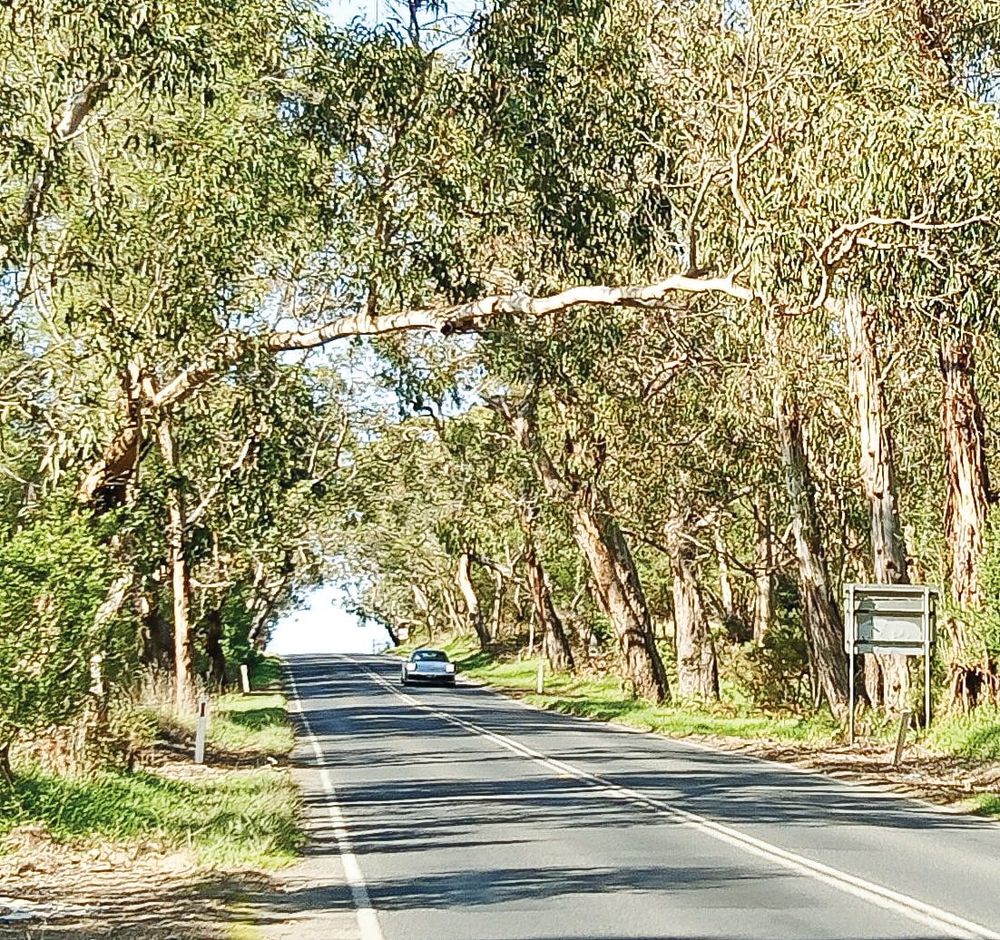 Tree branches are a hazard post image