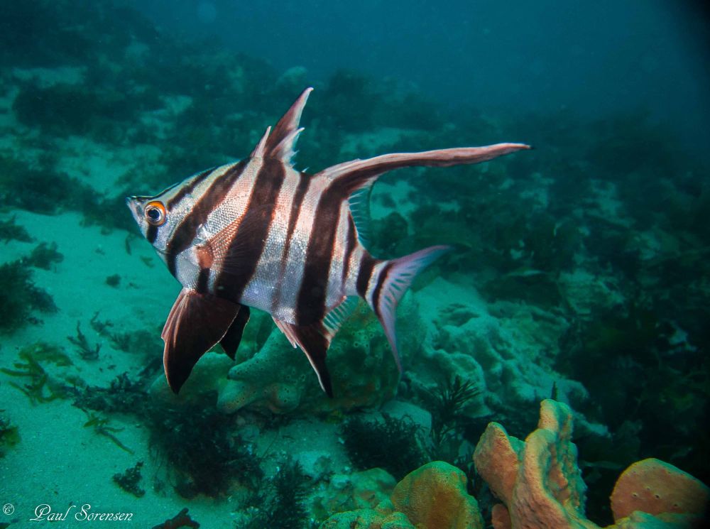 A Marine Mili series: Zebras of the sea post image