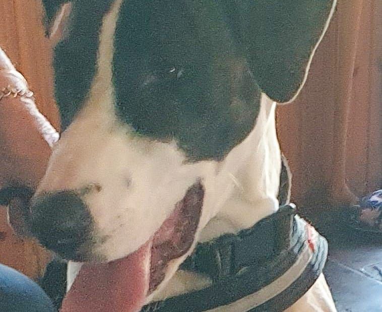 Want to adopt a dog? post image