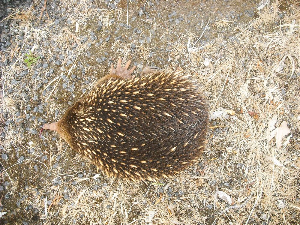 Even echidnas not safe from roadkill post image