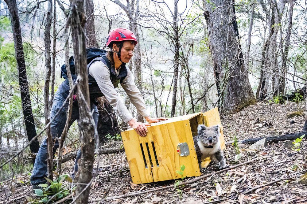 Island bids goodbye to convalescing koalas post image