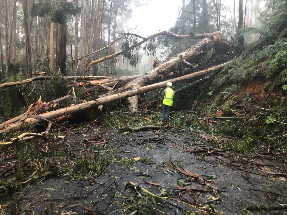 Gippsland state forests closed post image