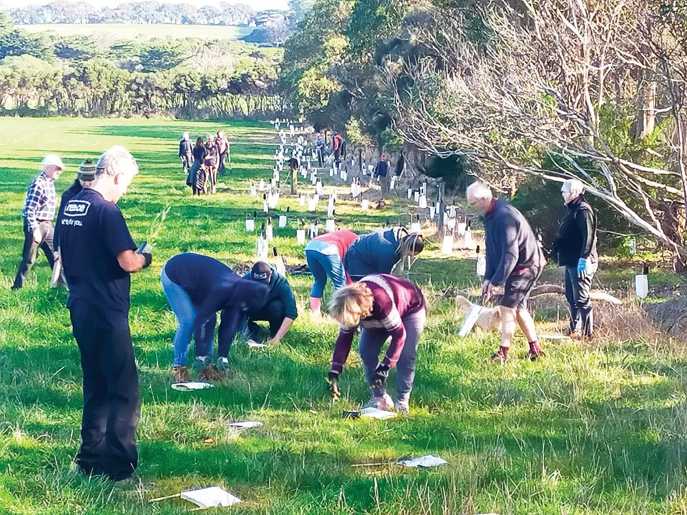 Plant a tree with Landcare post image