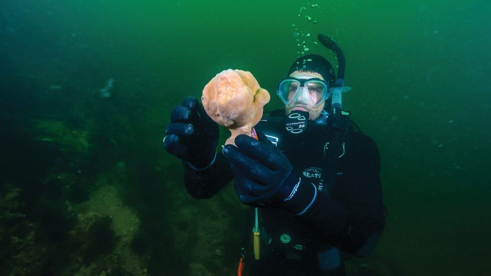 World-first in underwater science at Newhaven post image