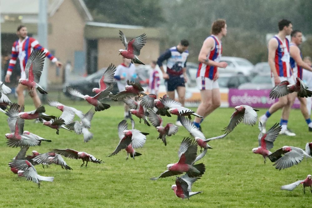 Dismal conditions can't stop the Seniors post image