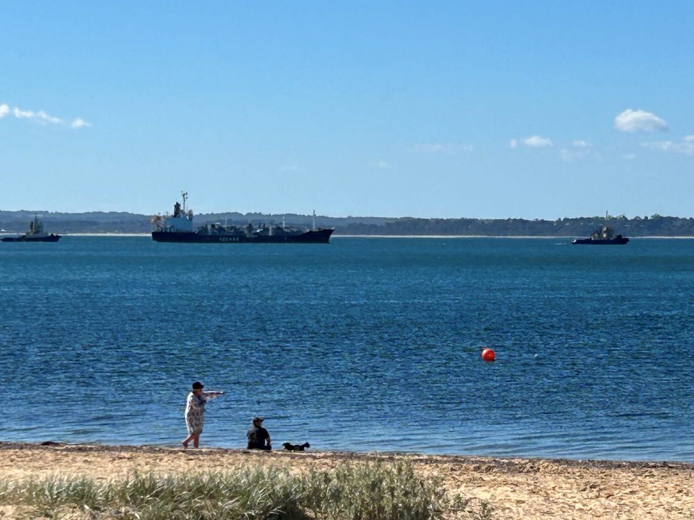 A visitor to our shores post image