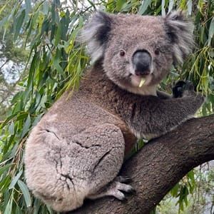Koala Conservation Reserve post image