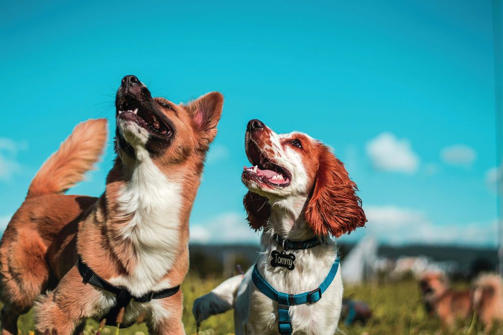 Dog fight over dog park post image