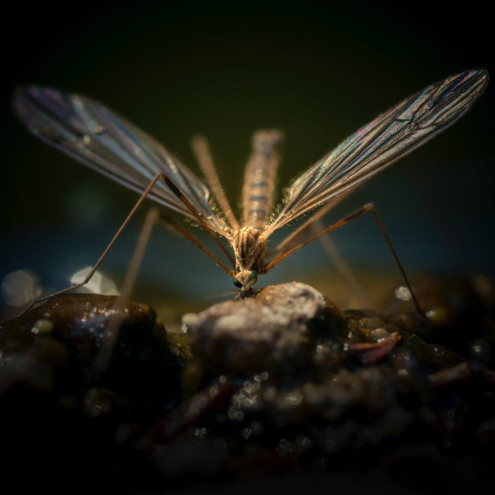 Another reason to avoid mozzies post image
