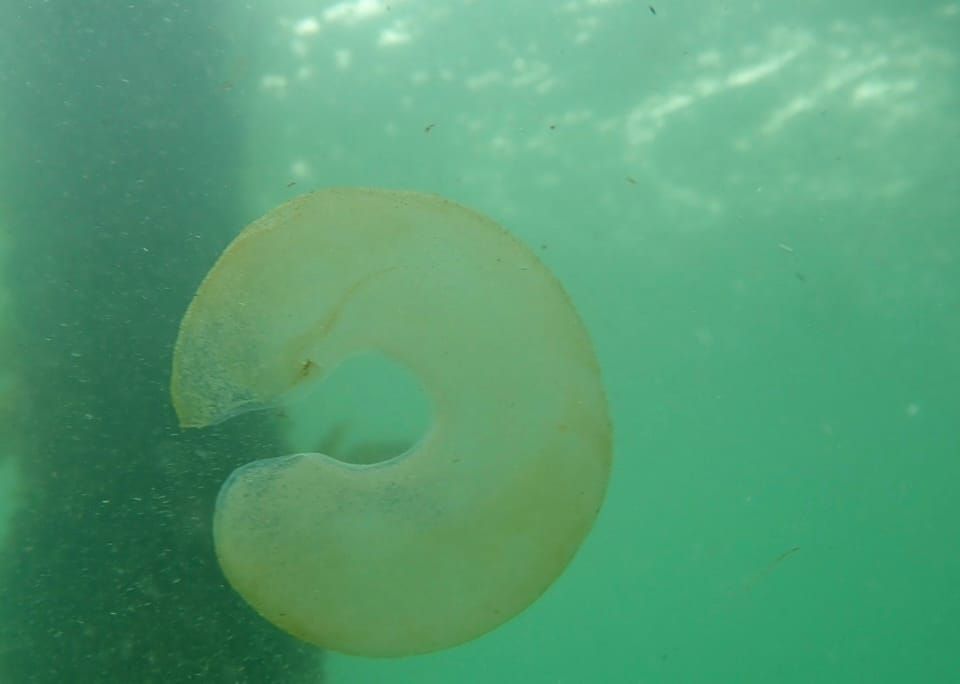 A Marine Mili series: Do you recognise these strange blobs? post image