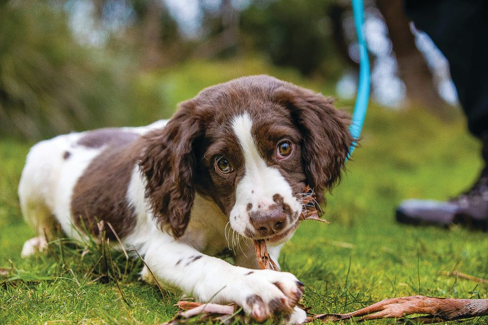 Deal seals nutrition for conservation dogs post image