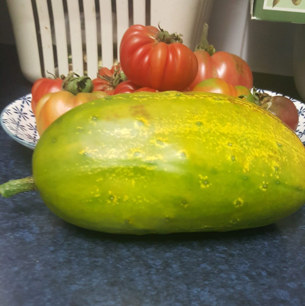 Invasion of the giant cucumbers post image