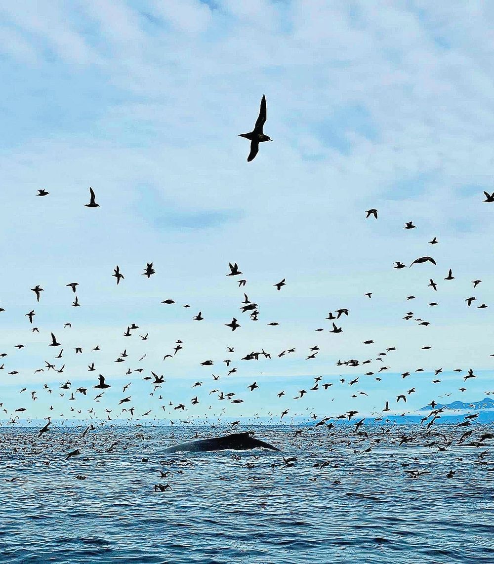 Island birds caught playing with whales in Alaska post image