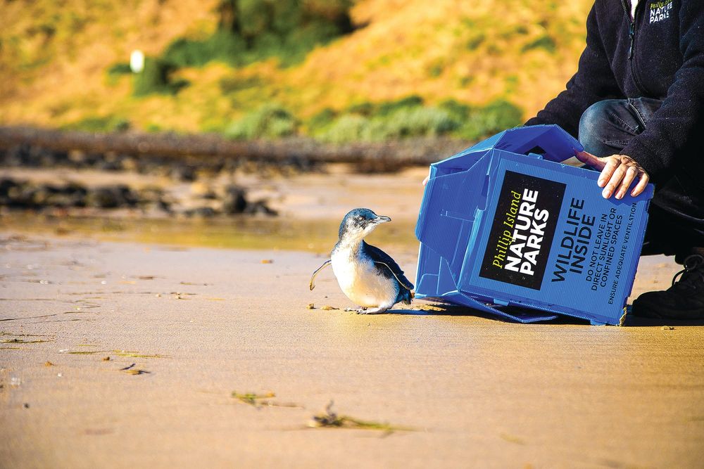 Rescued Red celebrates Penguin Awareness Day with ocean release post image