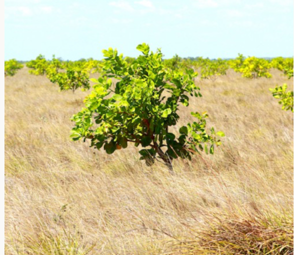 Get your hands dirty with Landcare post image