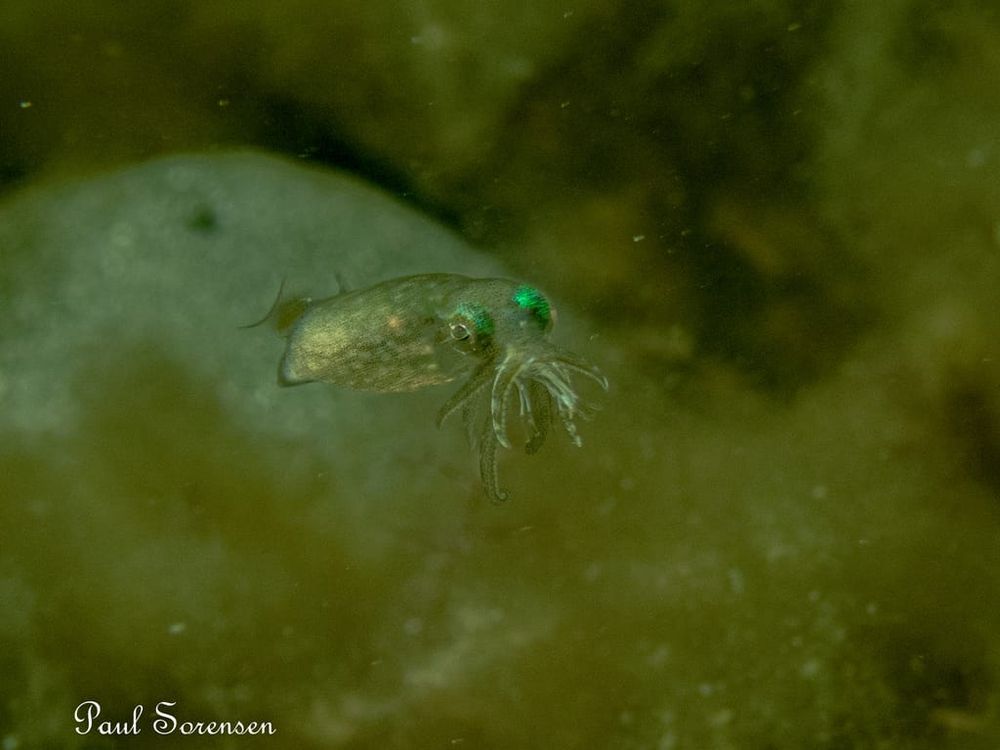 A Marine Mili series: A tiny squid! post image