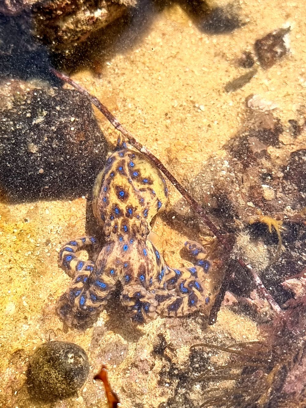 A Marine Mili series: Deadly, yet misunderstood post image