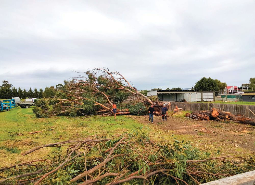 Huge Cowes’ gums felled - “Profits rule over environment” post image