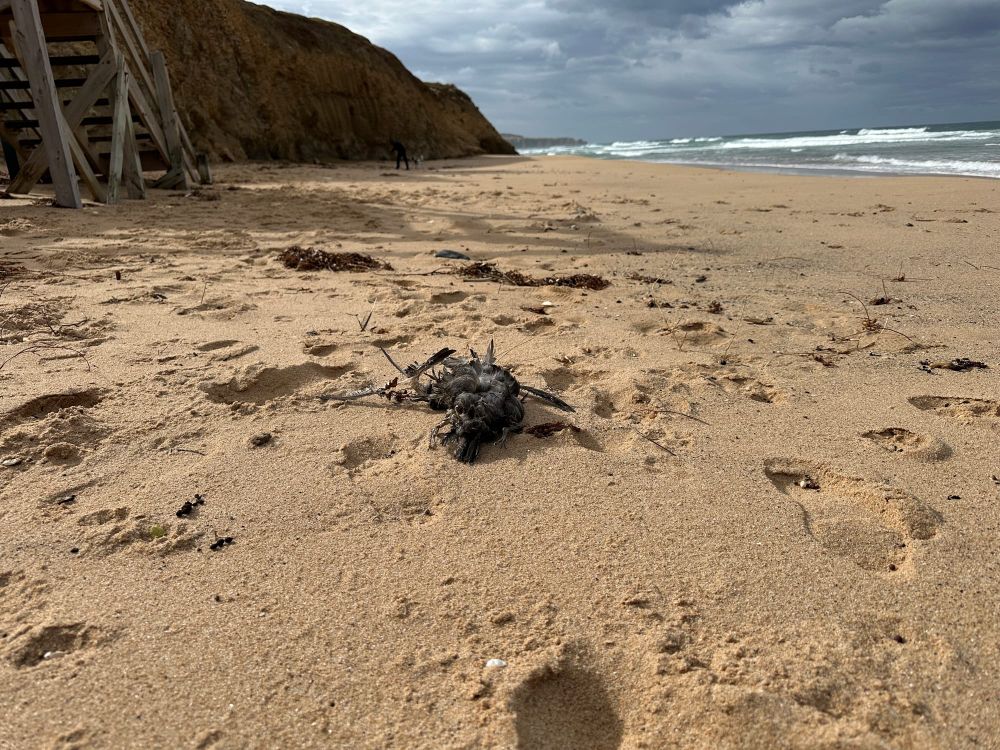 Shearwater deaths caused by hunger, not flu post image