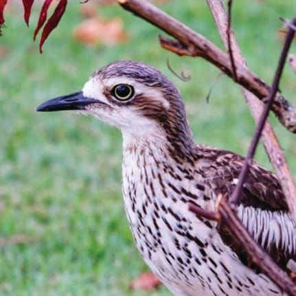 Critically-endangered bird released, then killed by car post image