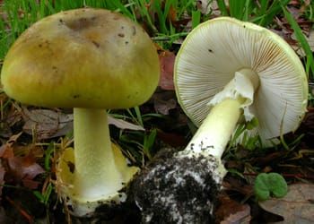Don’t mix up your mushrooms post image
