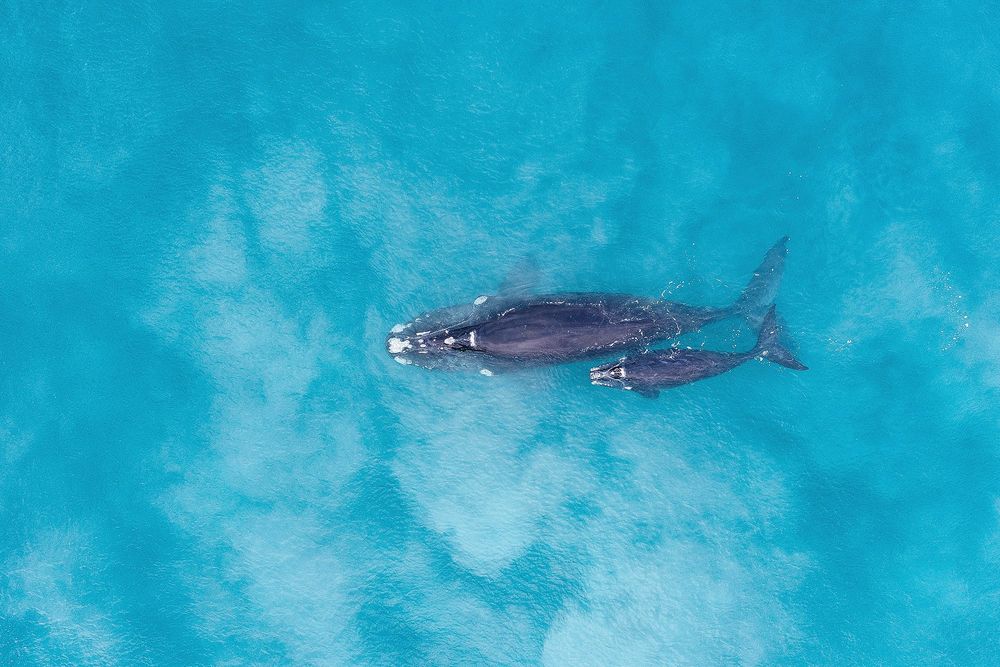 Victoria’s whales are back post image