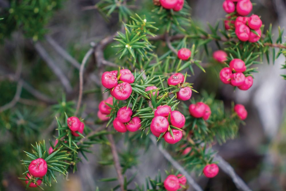 Crusade to save critically endangered crimson berry plant post image