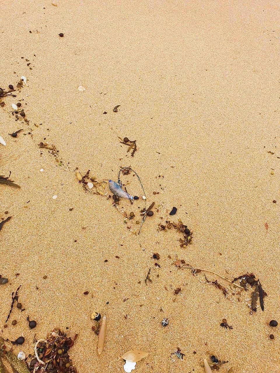 Bluebottle warning for beach goers post image