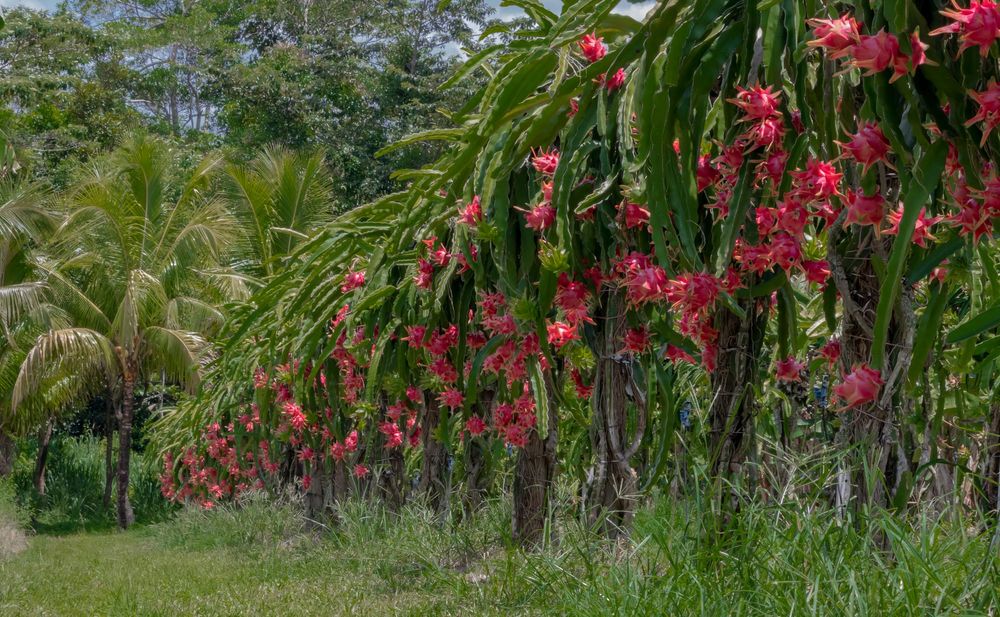 A taste of paradise post image