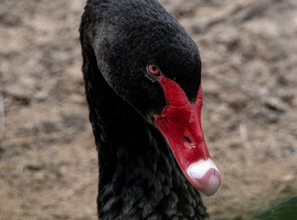 Black swans in "peril" from flu post image