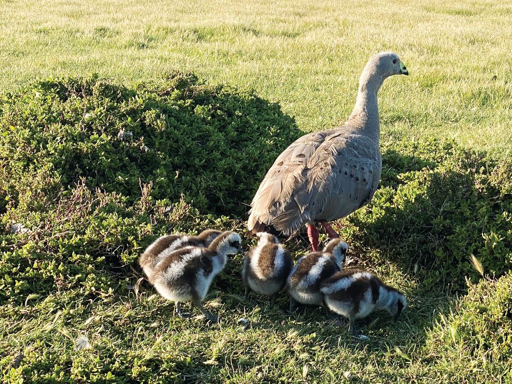 Wild goose chase? Measures to control Cape Barren population post image