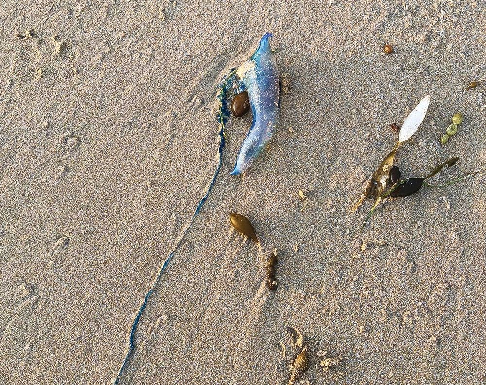 Bluebottle warning post image