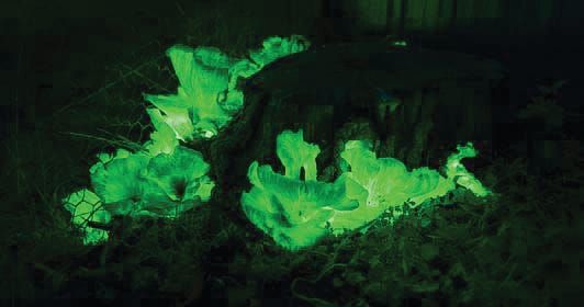 Ghostly glow for these mushrooms post image