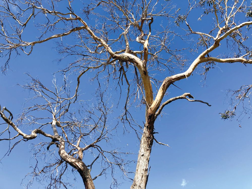 Do you have eucalypt dieback on your property? post image