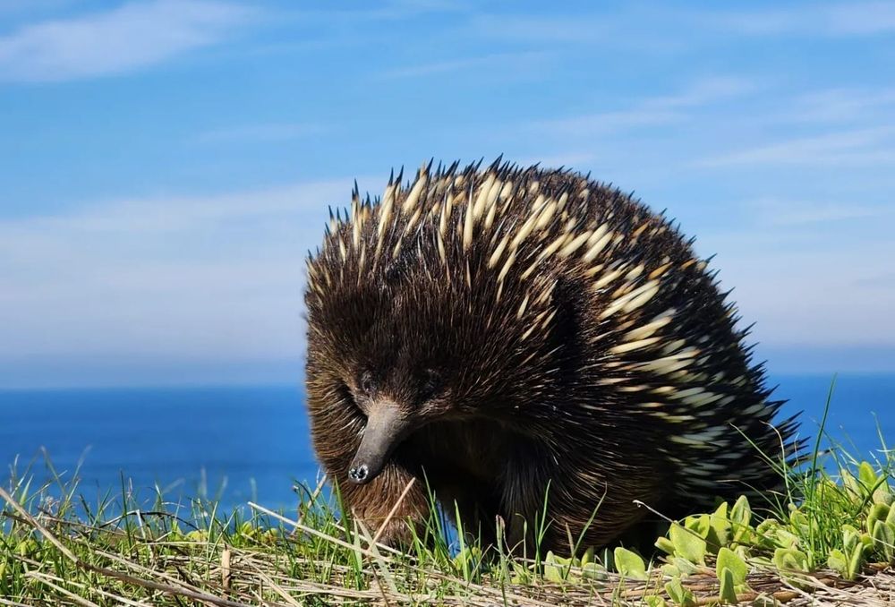 A close echidna encounter post image