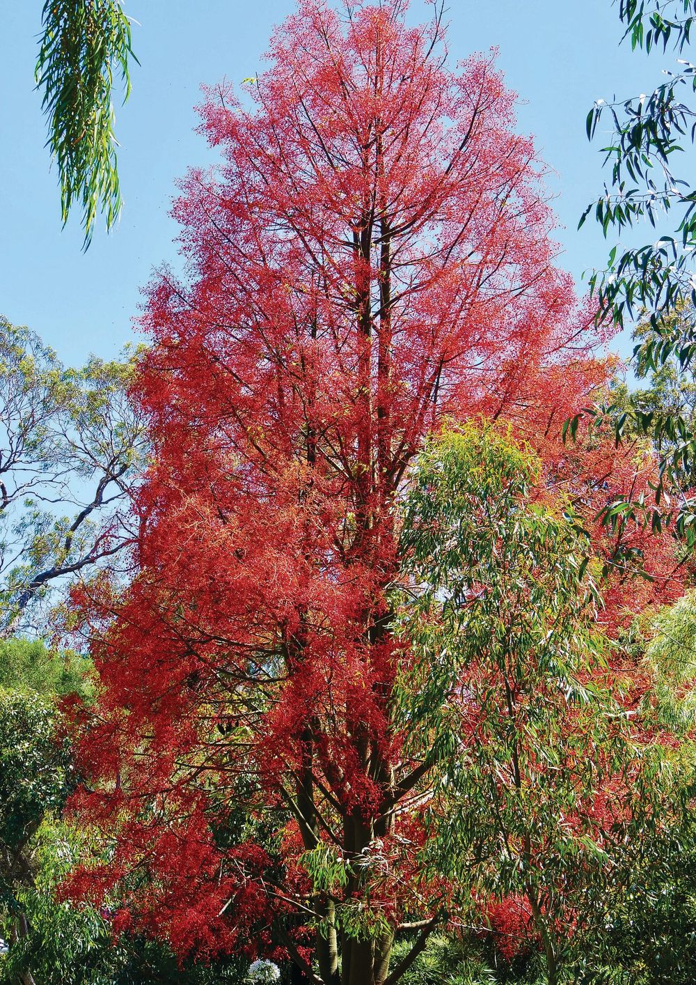 Flaming beauty! post image