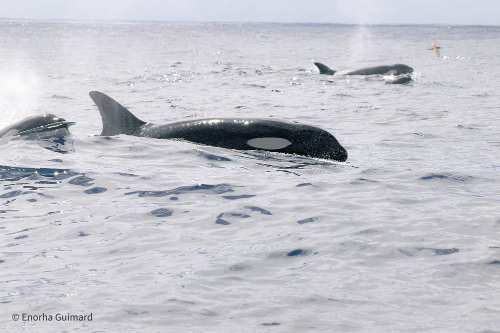 A Marine Mili series: The largest dolphin post image