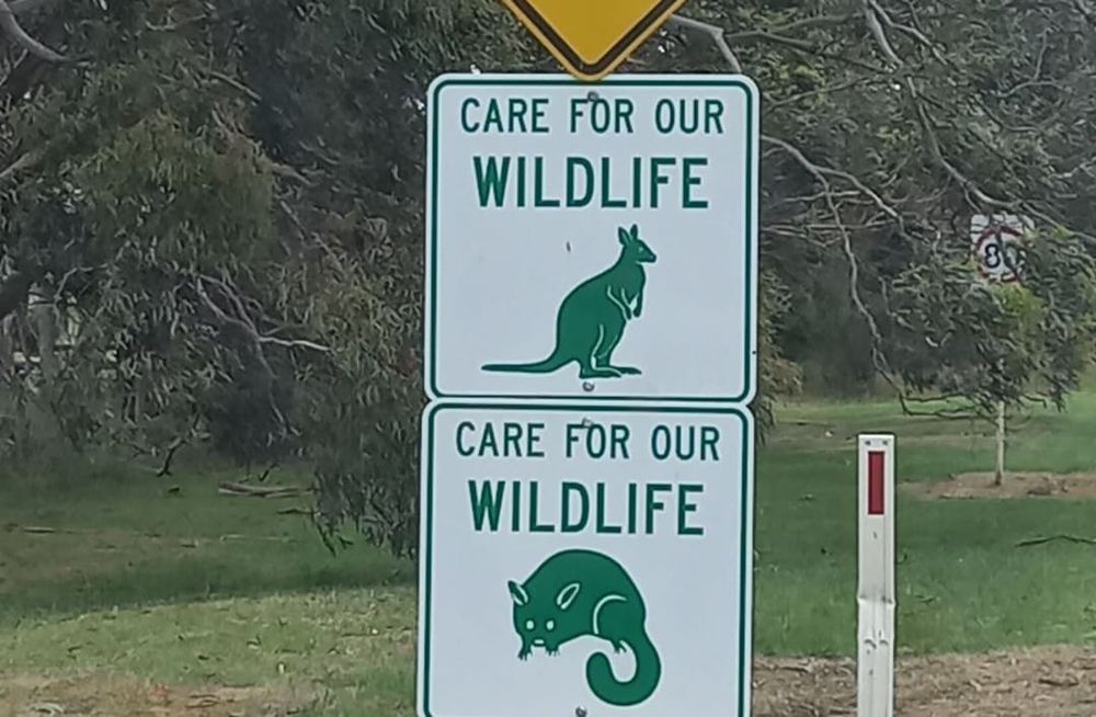 New signs aim to curb roadkill post image