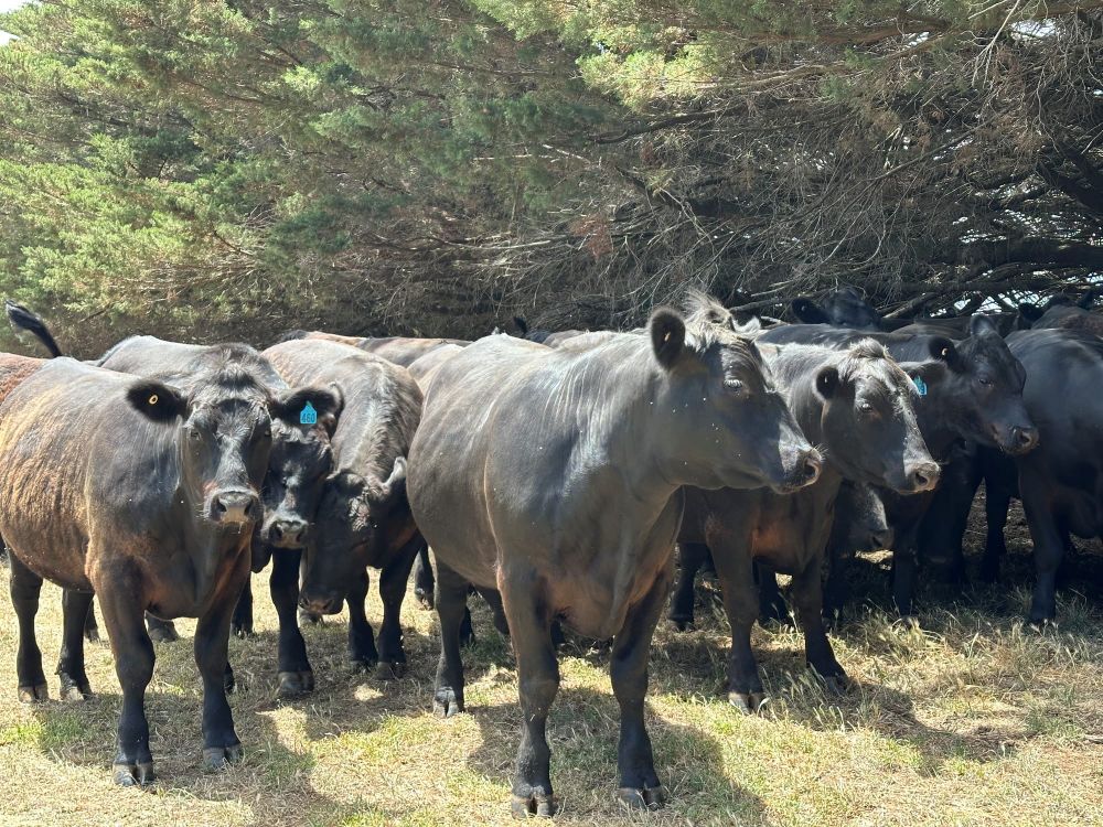 Farmers could be hit with eye-watering levy hike post image