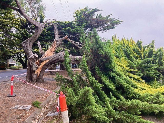 Limb crashes down post image