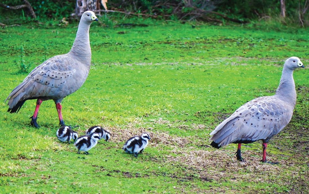 Goose plan imminent post image