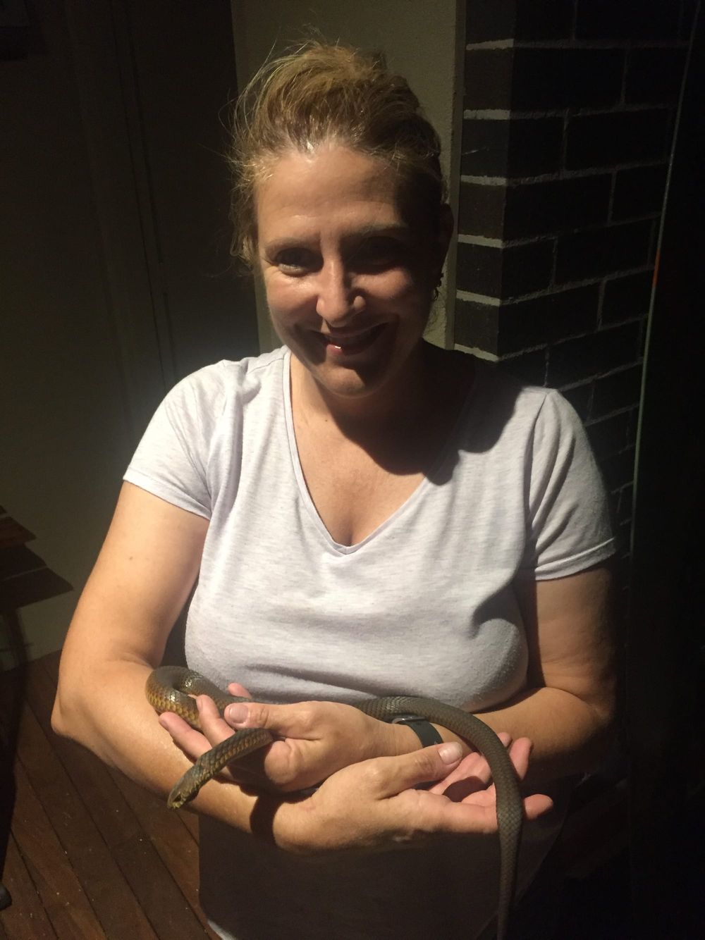 Increasing roadkill leads to state inquiry post image