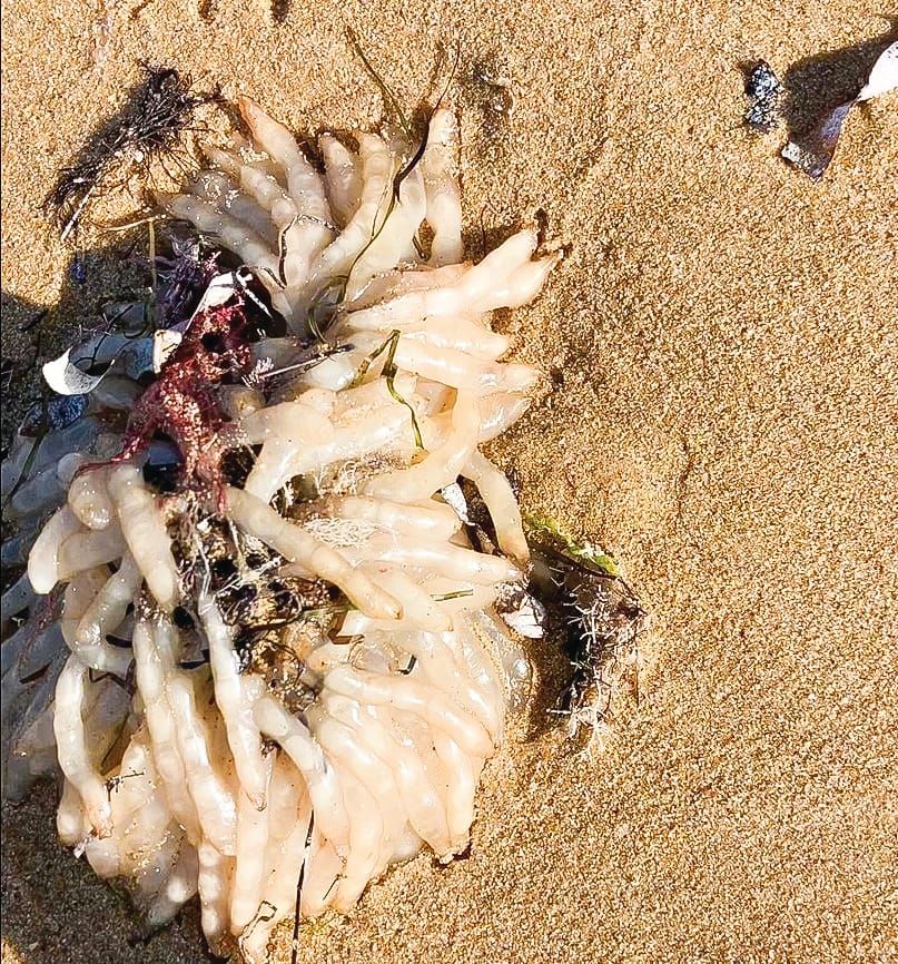Slimy, white and icky post image