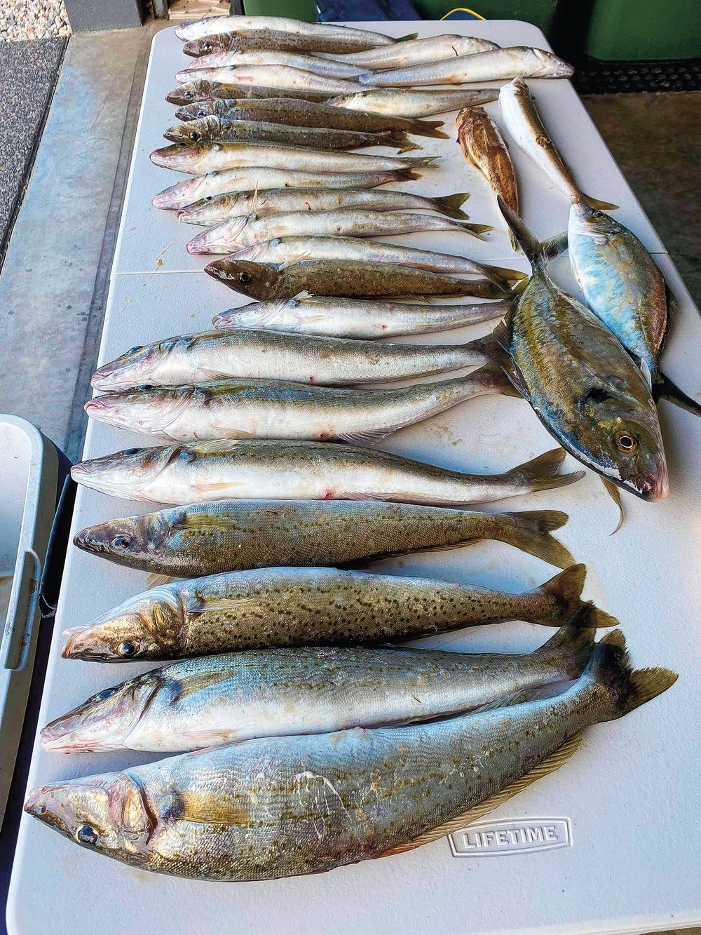 Around the bay with Jim’s Bait & Tackle post image