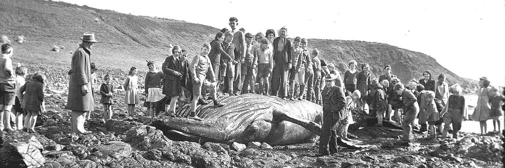 A whale of a problem post image