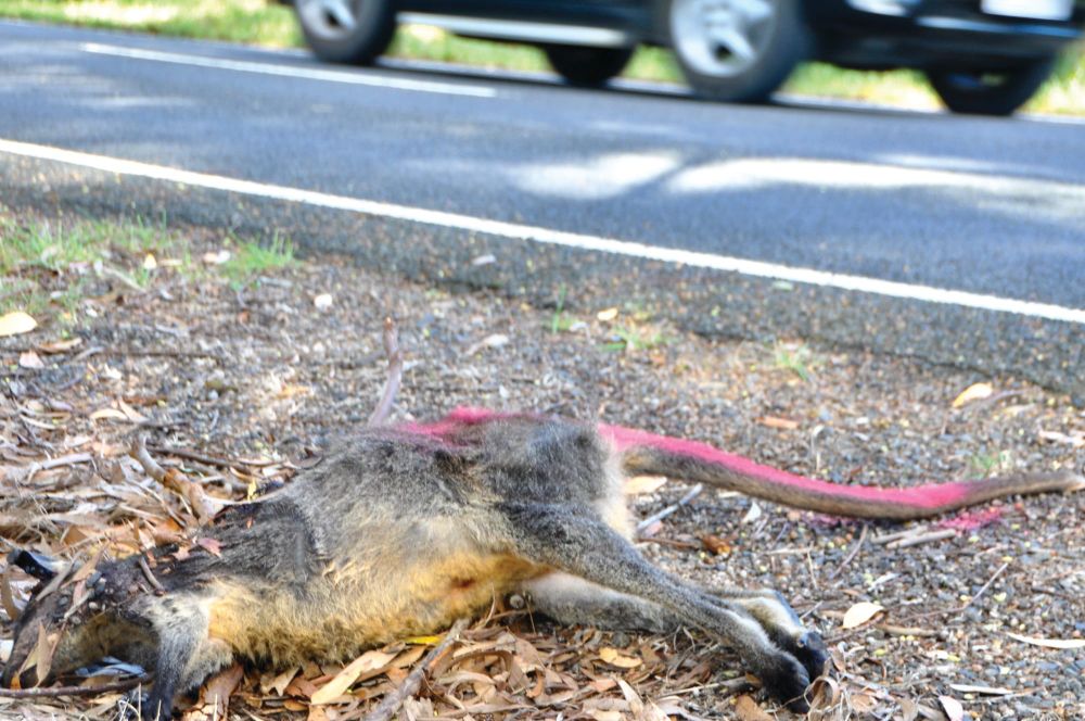 Speed number one wildlife killer post image