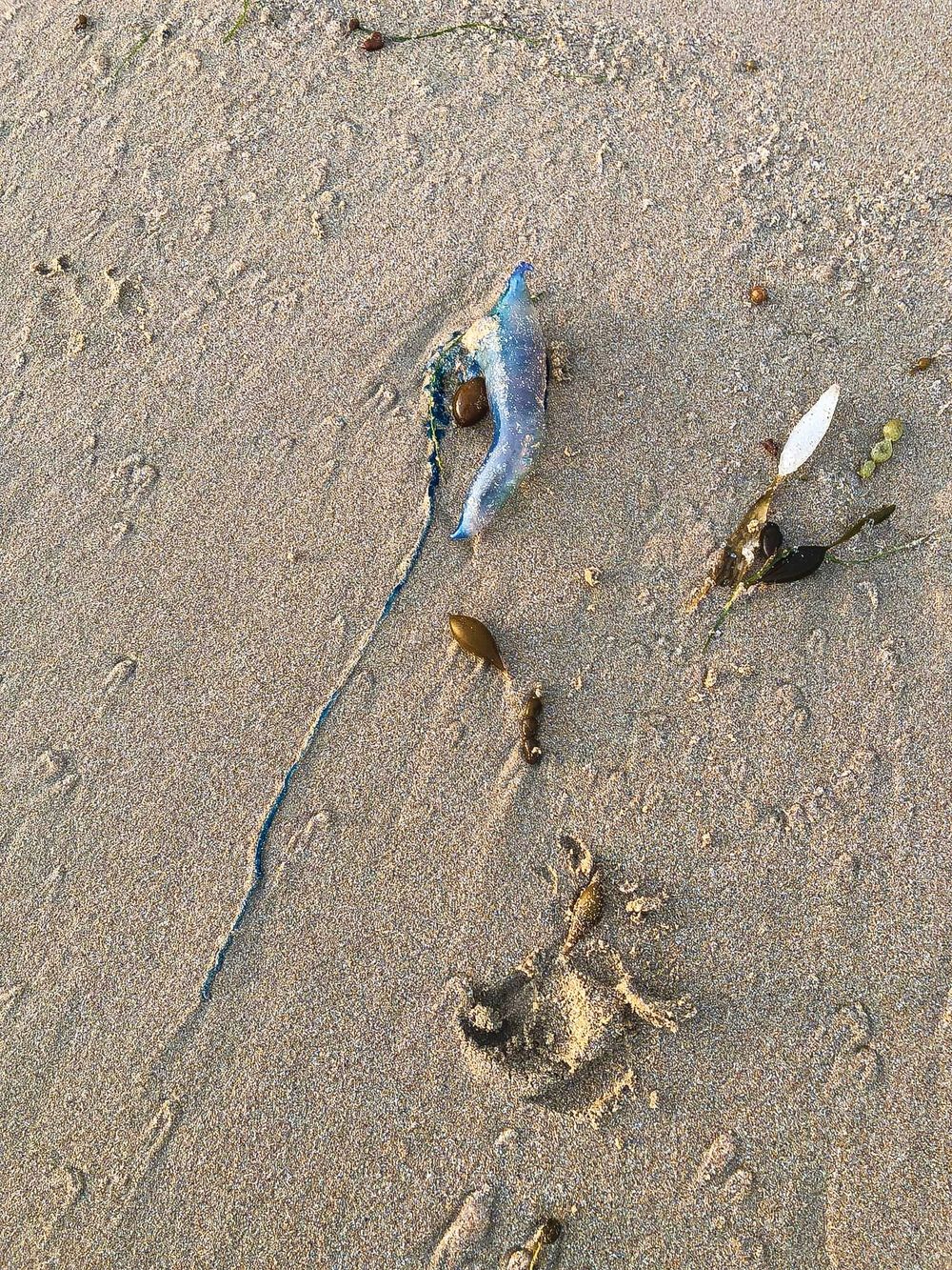 Bluebottle warning post image