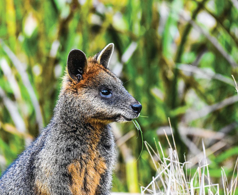 Farmers welcome wildlife plan post image